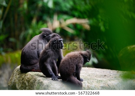 Family of Crested Black Macaque sits on the stone