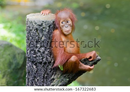 Orangutang Pongo baby sits on the tree Orangutang Pongo baby sits on the tree