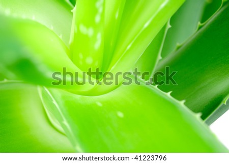 Aloe leave closeup . Macro