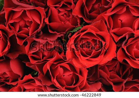 wallpaper roses red. stock photo : Red roses