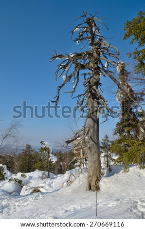 old dry cedar tree in winter on the rocks in winter ,on the mountain, blue sky, forest, landscape,view Russia travel