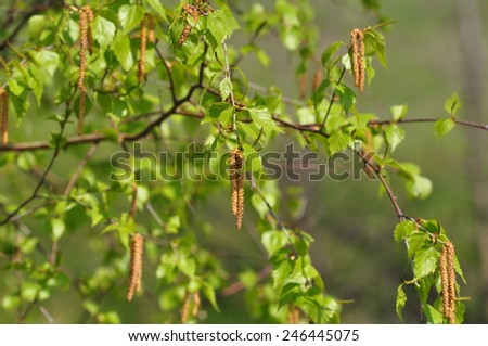 Birch tree branch in spring
