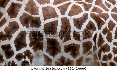Rothschild giraffe - drawing coat