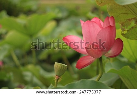 large size lotus, diameter is around 30CM when blooming