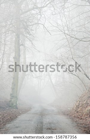 Mystic foggy path in ravine