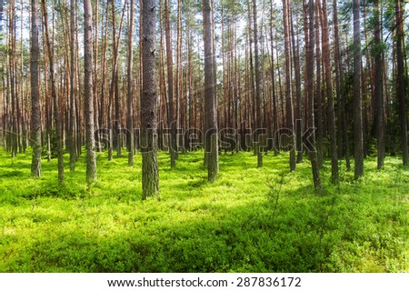 Tranquil forest