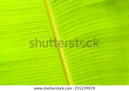 closeup of banana leaf texture, green and fresh, in a park.