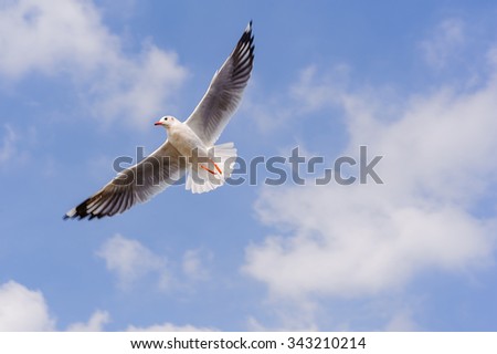 Beautiful  Seagull bird flying among, soaring in the blue sky.
