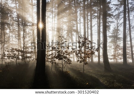 Dreamy scene created by rising sun beaming the rays through the morning haze with the lovely shadows. The sun star is captured between two trees creating the unique view.