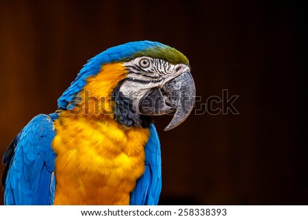 Colorful parrot close-up
