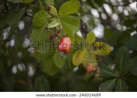 Red ripe  cashew fruit on the branch of  cashew tree among the green fresh leaves.