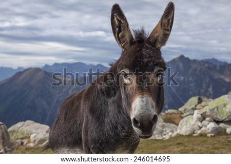 Brown donkey looks into camera in the mountain landscape