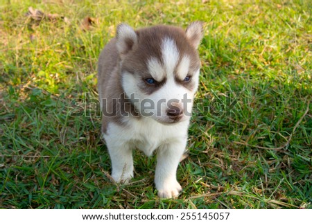 Siberian husky puppy with blue eyes walking on green grass ground