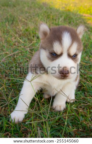 Siberian husky puppy with blue eyes sitting on green grass ground