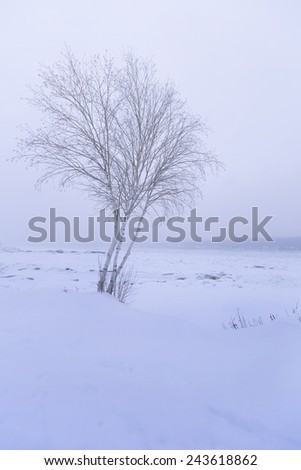 Single Tree in a solitude Winter Landscape