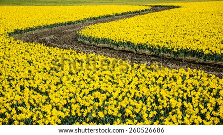 The road is lined with daffodil in full blossom in Mount Vernon, Skagit County, Washington, US