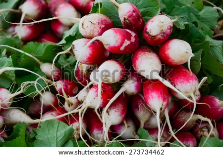 A bunch of organically grown sparkler radish in the Fruits and Vegetables stall at University District farmer market (aka U-district) in Seattle, WA, USA