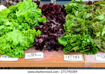 A bunch of organically grown waldmanns, red salad bowl, lettuce, red riding hood in the Fruits and Vegetables stall at University District farmer market (aka U-district) in Seattle, WA, USA