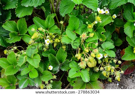Bush of fresh green unripe strawberry in Puyallup, Washington, USA. Once they bloom, it takes 35 days for a strawberry to grow.