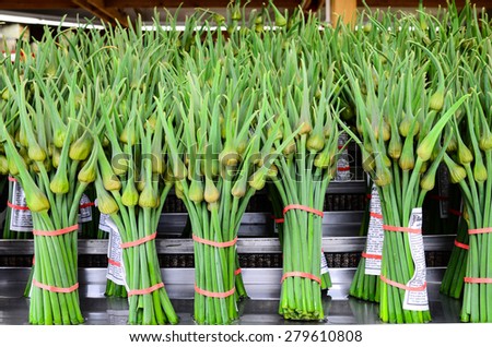 Bundles of fresh organically grown Garlic Spears in the farmer market at Puyallup, Washington, USA. A paper of produces description and cooking introductions is provided.