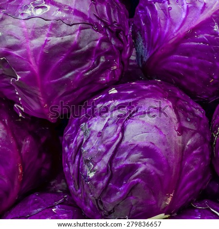 Group of fresh organically grown red cabbage in the farmer market at Puyallup, Washington, USA. A close up full frame of cabbage.