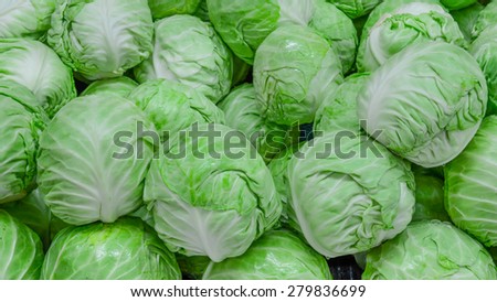 Group of fresh organically grown green cabbage in the farmer market at Puyallup, Washington, USA. Panoramic style