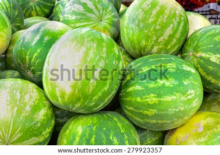 Group of fresh organically grown watermelons  in the farmer market at Puyallup, Washington, USA. A close up full l frame of watermelons.