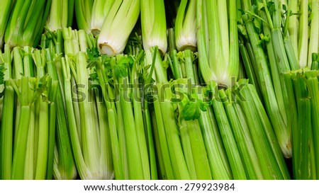 Group of fresh organically grown crunchy celery stalk in the farmer market at Puyallup, Washington, USA. Panoramic style.