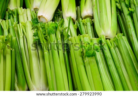 Group of fresh organically grown crunchy celery stalk in the farmer market at Puyallup, Washington, USA.