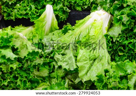 Group of fresh organically grown fresh romaine lettuce in the farmer market at Puyallup, Washington, USA. Panoramic style.