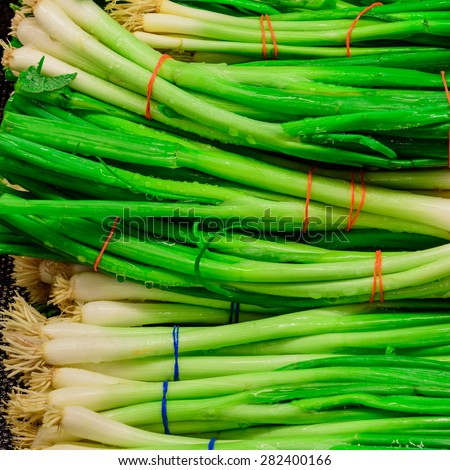 Bundle of green onions in a supermarket at Colfax, Whitman County, Washington, USA. Close up and full frame view of green onions. Color full and healthy concept.