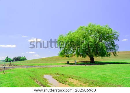 A lone tree with rolling hills in background at Palouse area, Whitman county, Washington State, US. A sunny day in farmland of eastern Washington.