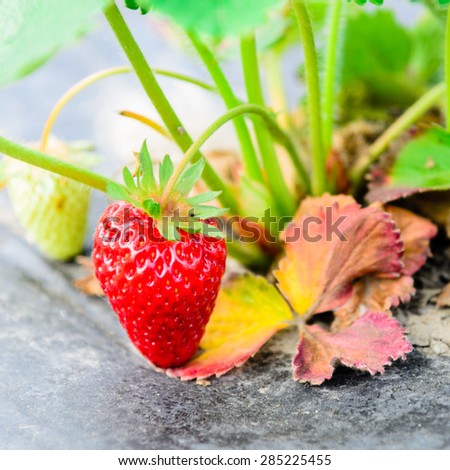 Close-up of fresh organic strawberries growing on the bush at Puyallup, Washington State, USA.