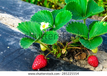 Close-up of fresh organic strawberries growing on the bush at Puyallup, Washington State, USA.
