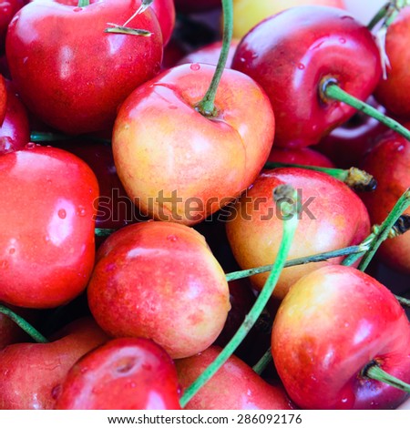 Close up view of group Rainier cherries. Rainiers are sweet cherries with a thin skin and thick creamy-yellow flesh.