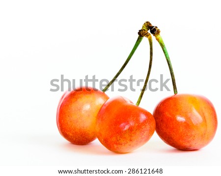 Three Rainier cherries on isolated white background. Rainiers are sweet cherries with a thin skin and thick creamy-yellow flesh. Copy space.