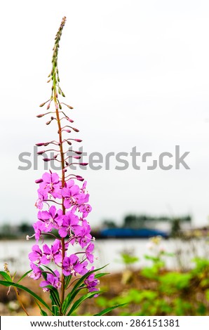 Close-up of wild purple lupines with long stem along a river bank