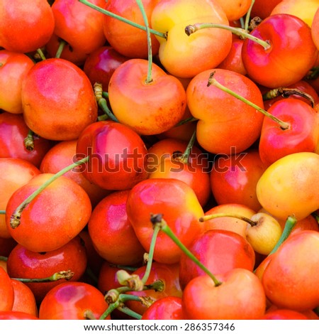 Group of Rainier cherries at Puyallup Farmer Market, Puyallup, Washington, USA. Rainiers are sweet cherries with a thin skin and thick creamy-yellow flesh.