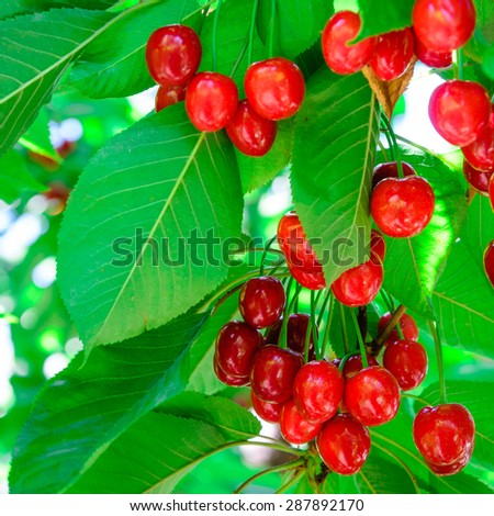 Red and sweet ripe cherries hanging on a branch before harvest in late spring at Yakima Valley. A prime agricultural area of Washington State and the largest variety of crops in the Pacific Northwest.