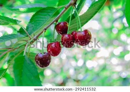 Red and sweet ripe cherries hanging on a branch before harvest in late spring at Yakima Valley. Selective focus of red cherries on tree with blurry background.
