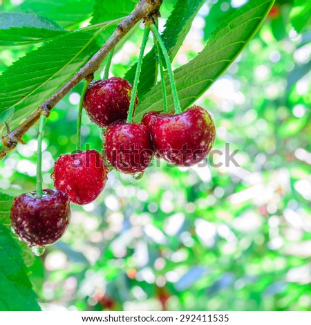Red and sweet ripe cherries hanging on a branch with water drops at Yakima Valley, a prime agricultural area in Washington, US. Selective focus of red cherries on tree with blurry background.