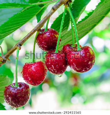 Red and sweet ripe cherries hanging on a branch with water drops at Yakima Valley, a prime agricultural area in Washington, US. Selective focus of red cherries on tree with blurry background.