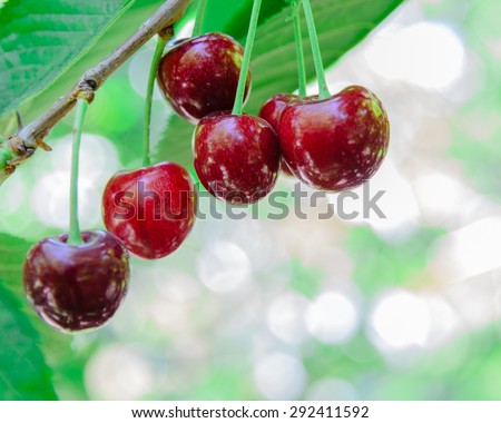 Red and sweet ripe cherries hanging on a branch before harvest in late spring at Yakima Valley. Selective focus of red cherries on tree with blurry background.