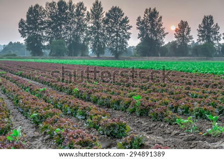 Cultivated field of lettuce growing in rows along the contour line in sunset at Kent, Washington State, USA. A hazy sunset in Washington caused by the fire from Vancouver BC, Canada.