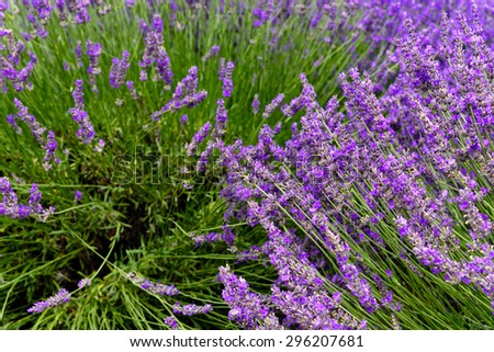 Lavender\'s bushes isolated on white background. Lavender is a beautiful aroma flower in herbal medicine. Shallow and selective focus. Close-up view of lavender.