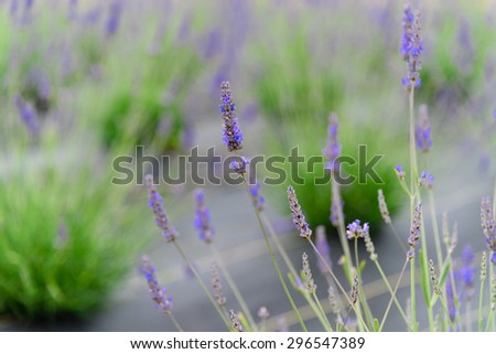 Bush of lavender growing in field with black matin Sequim, Washington, US. Sequim is the lavender Capital of North America. Lavender is a beautiful herbal medicineflower. Close-up view of lavender.