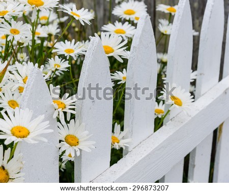 Daisies flowers blooming in front of picket fence in Sequim, Washington, USA. Daisy is the call to summer. Simple beauty, rural and peaceful concept.