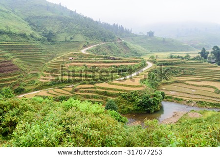 Terraced rice fields in harvest season with a curving road and some tent, stilt house in an early misty morning. This paddy rice farms are grown by Dao ethnic people in Sapa, Lao Cai province, Vietnam