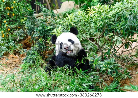 A giant panda (or panda bear, Ailuropoda Melanoleuca) is eating bamboo sticks in Singapore zoo. An adult panda eats about 20kg of bamboo a day (the weight of 100 bowls of rice). Soft and shallow focus