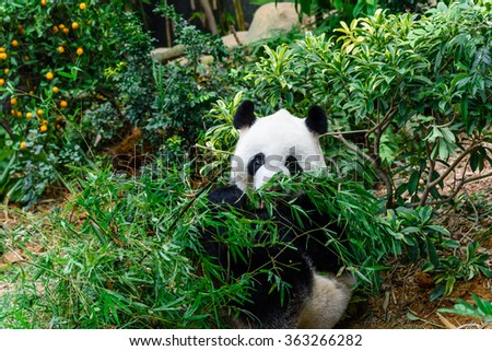 A giant panda (or panda bear, Ailuropoda Melanoleuca) is eating bamboo sticks in Singapore zoo. An adult panda eats about 20kg of bamboo a day (the weight of 100 bowls of rice). Soft and shallow focus
